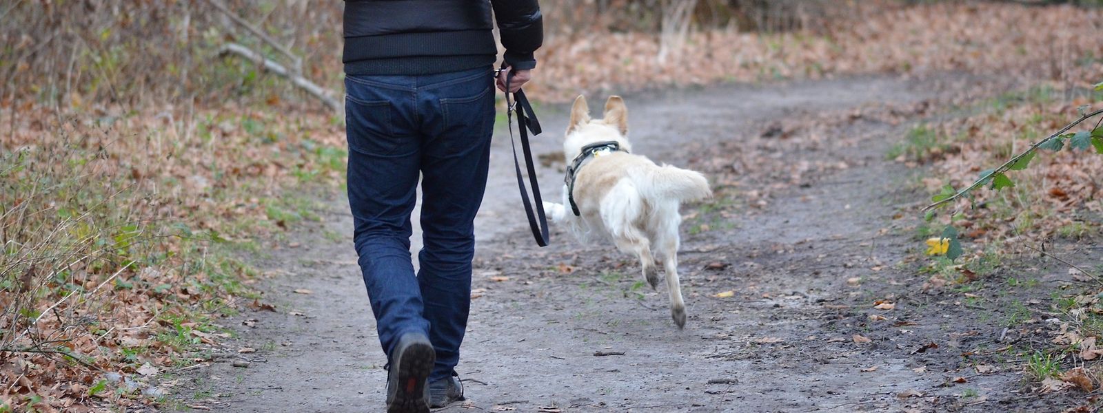 Si promener son chien reste autorisé, des précautions doivent toutefois être prises.