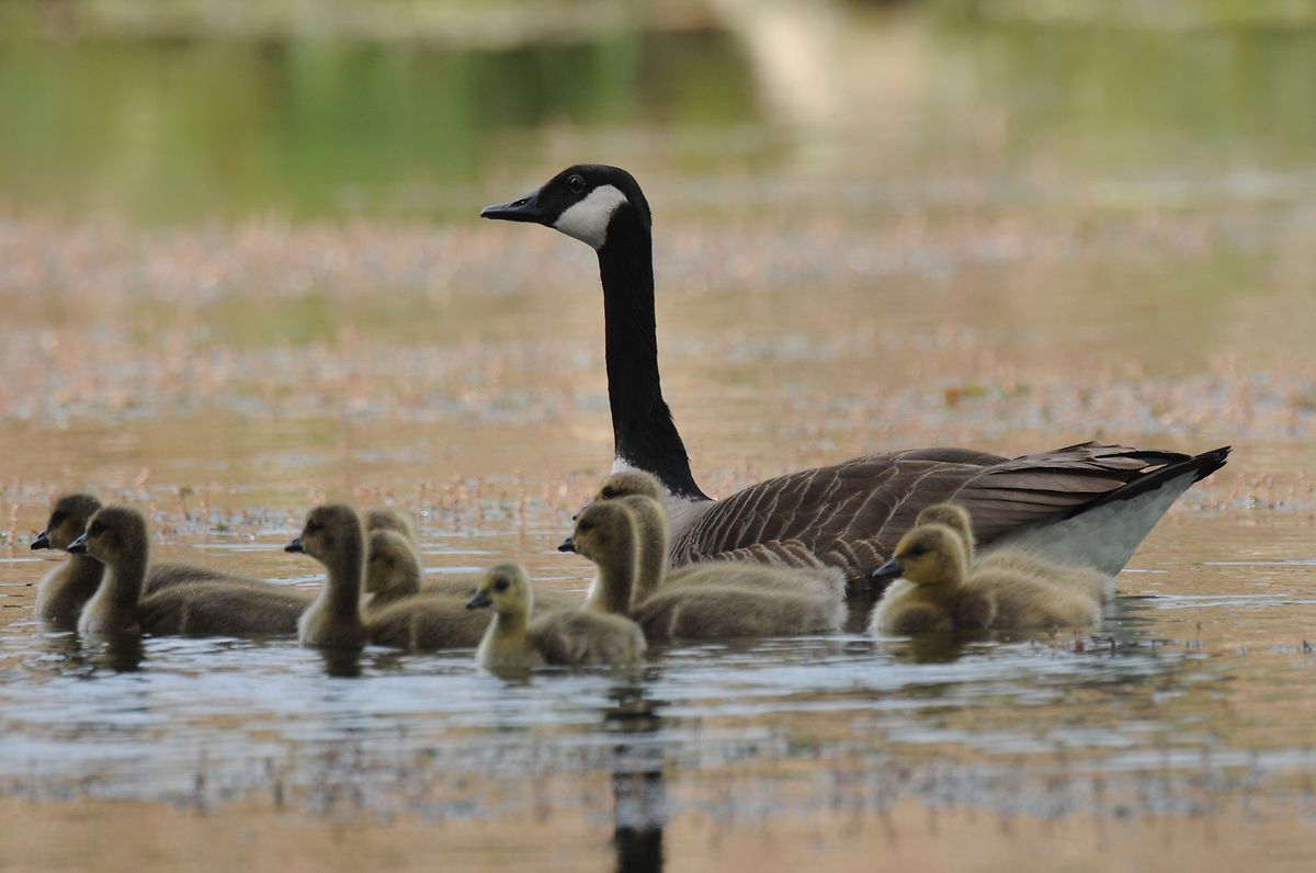 Eine Graugans mit Nachwuchs im Naturschutzgebiet Haff Remich.
