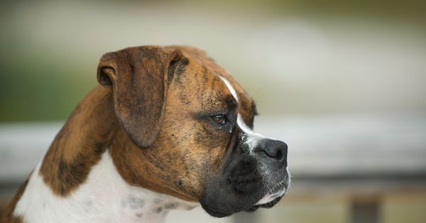 måske lettelse Vidunderlig Hund stirbt auf Flugreise - Fluggesellschaft entschuldigt sich