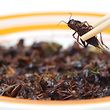 Some insects are very nutritious. 