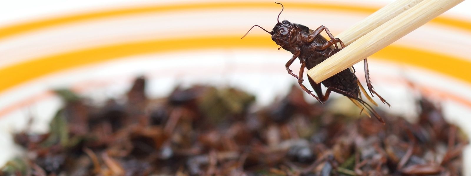 Immer mehr Insekten werden von der EU als Nahrungsmittel zugelassen, stellt der Autor fest.