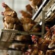 Países Baixos abateram mais de 37.000 frangos em outubro deste ano, e deverão abater mais nas próximas semanas.