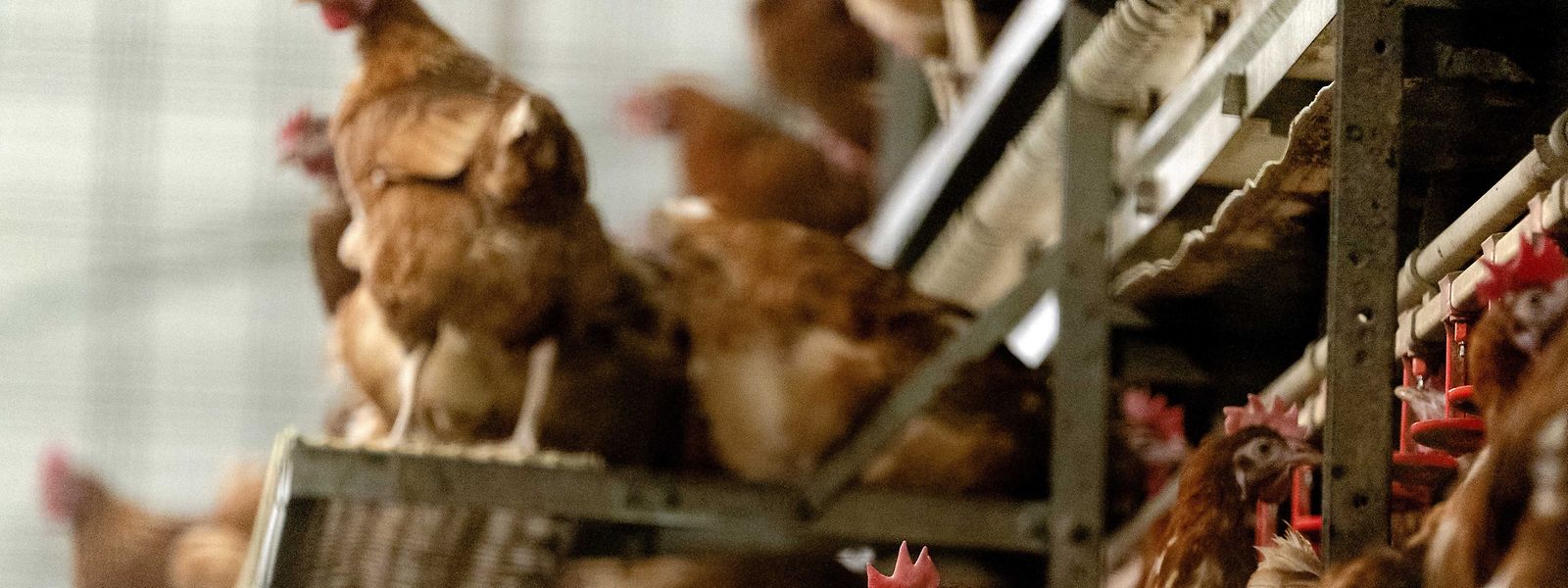 Países Baixos abateram mais de 37.000 frangos em outubro deste ano, e deverão abater mais nas próximas semanas.