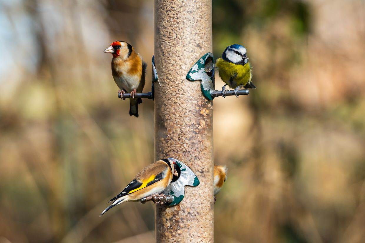 Blue Tit and Goldfinch on a Bird Feeder