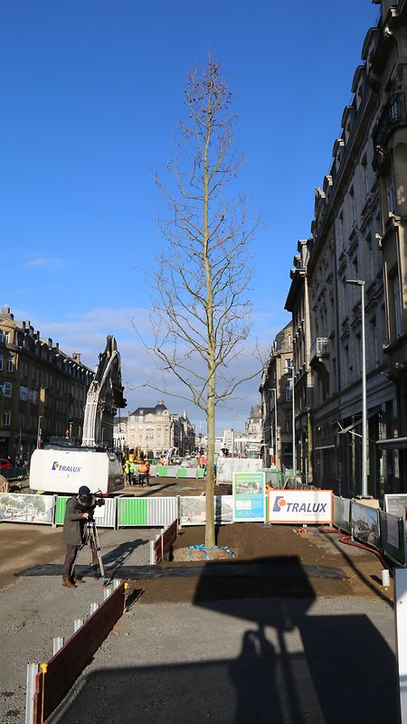 Die zehn bis zwölf Meter und 20 Jahre alten Platanen stammen aus einer niederländischen Baumschule.