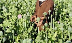 (FILES) This file picture taken on April 17, 2007 shows Afghan villagers tending to opium poppies in the Nad-e Ali district of Helmand province, in southern Afghanistan. Opium production in Afghanistan, the world's largest producer, will continue to fall this year thanks to poor weather, the UN office on drugs and crime predicted on February 10, 2010.      AFP PHOTO / FILES