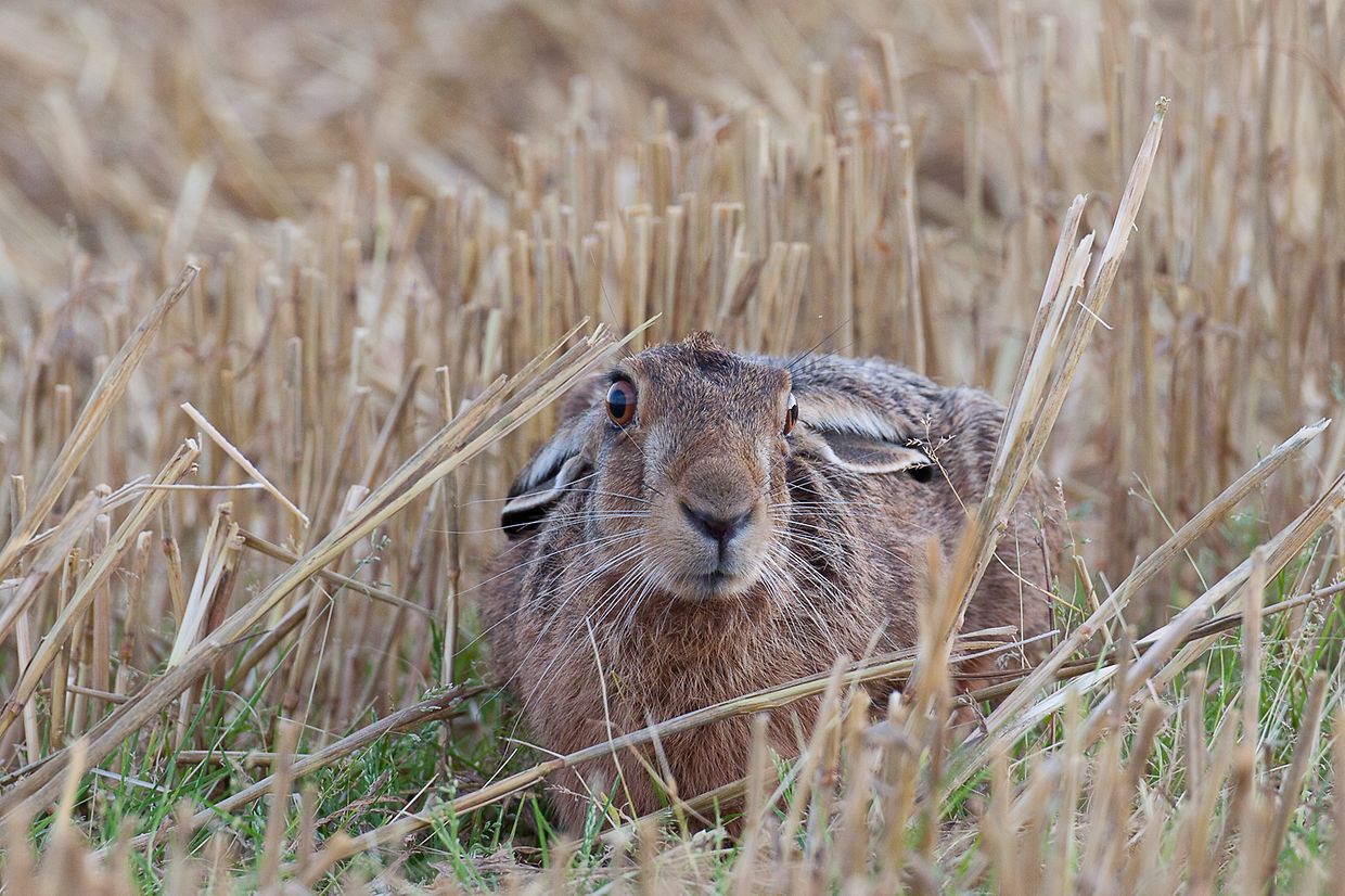 Ce lièvre était couché à une vingtaine de mètres de la chaussée et m'a permis de le portraiter, recadrage, augmentation du contraste