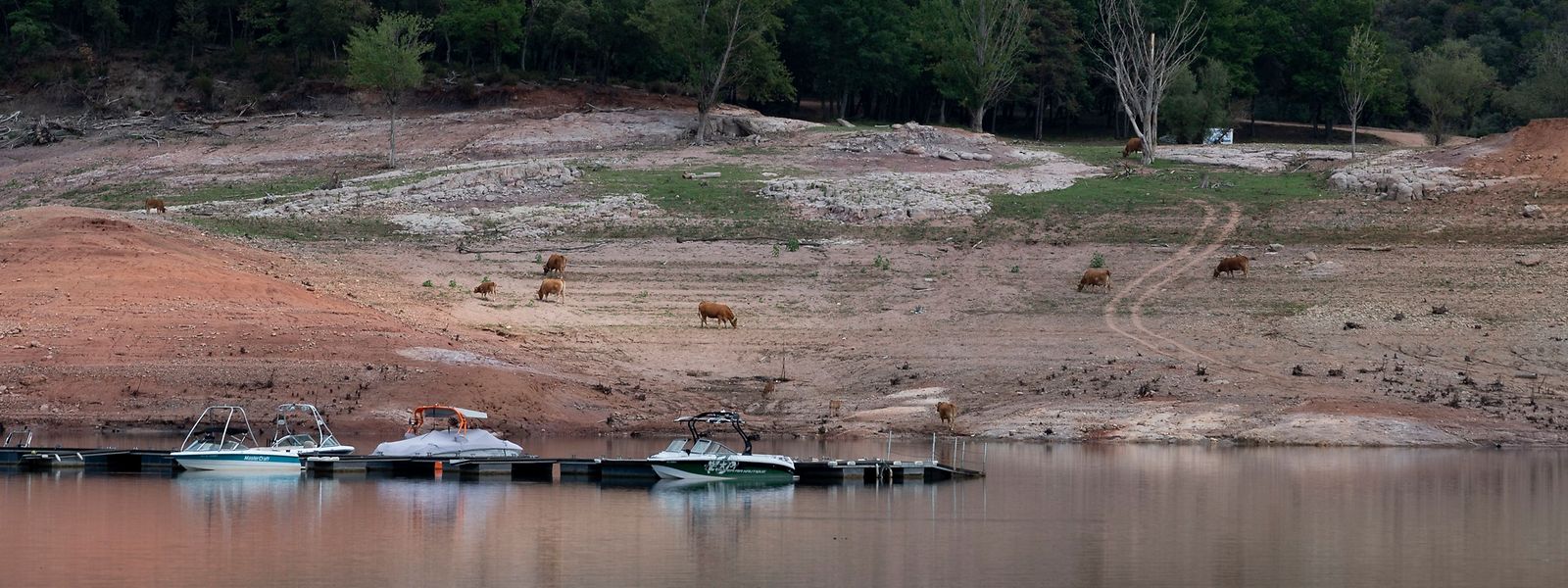 Vacas pastam nas margens secas do pântano de Sau devido ao baixo nível de água do rio, na província de Girona, em agosto