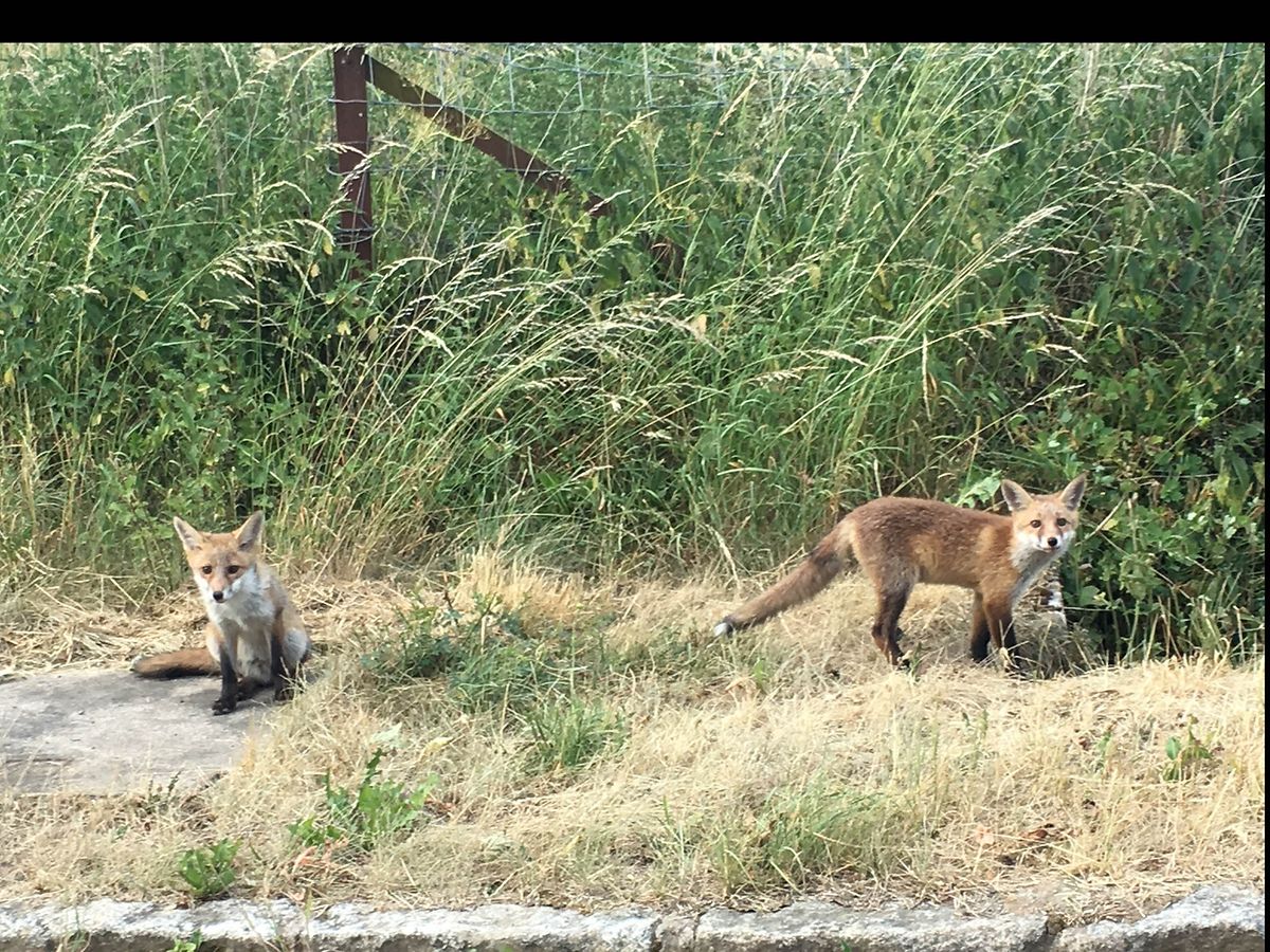 Füchse unweit von Pommerloch.
