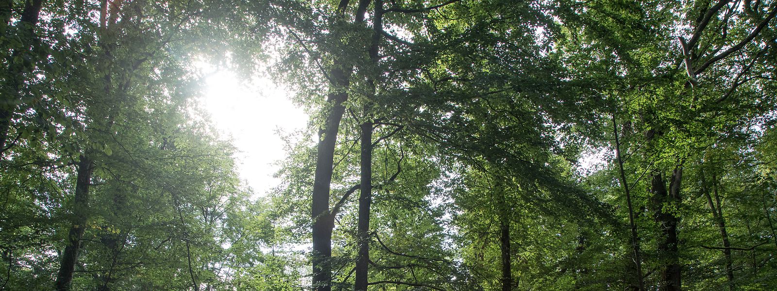 Dem Wald geht es nicht gut: Trockenheit und Hitze haben ihm zugesetzt.