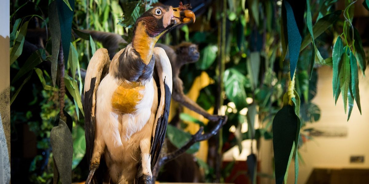 Der „Sarcoramphus Papa“ der „Von Orchideen, Kakao und Kolibris“-Ausstellung im Naturmuseum