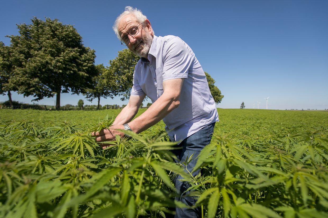 Lokales, Cannad’Our, einziger Lieferant von Cannabis in Luxemburg, Norbert Eilenbecker, Foto: Lex Kleren/Luxemburger Wort