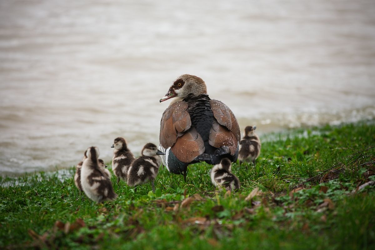 Hochwasser an der Mosel am Donnerstagmorgen.