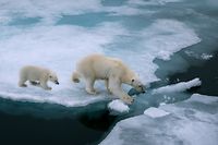 Das Abschmelzen des Eises stellt nicht nur für die Eisbären ein Problem dar.
