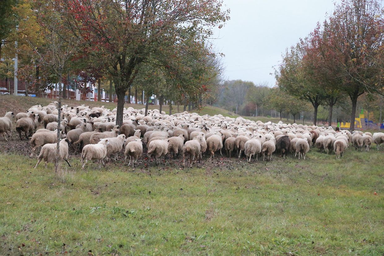 28.10.2018 Luxembourg, Kirchberg, parc Klosgrënnchen, Schaf, Herde, Wanderbeweidung mit Schafen photo Anouk Antony