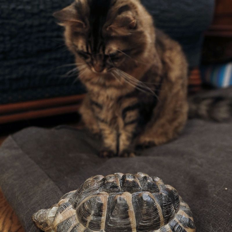 Les Familles Craquent Pour Les Tortues