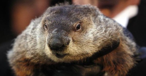 Murmeltiertag In Den Usa Geht Der Winter Bald Zu Ende