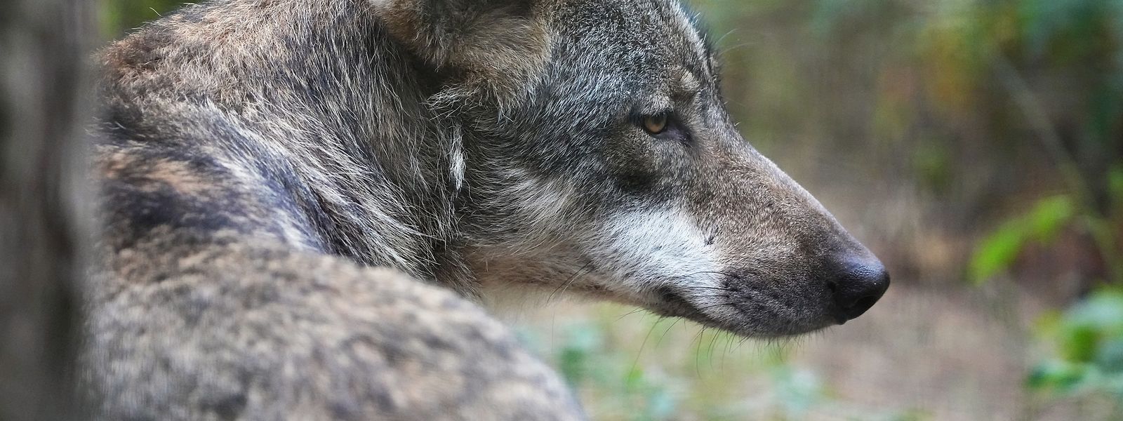 Es war das erste Mal, dass die Lipizzanerzucht Opfer eines Raubtierangriffs wurde.