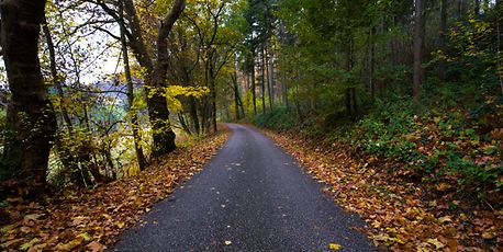 Scenic running routes - Vimarsana News