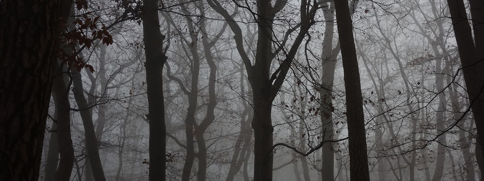 Dans les forêts du Grand-Duché vivent des personnages fabuleux, des lutins et des nains en mal d'amour. 