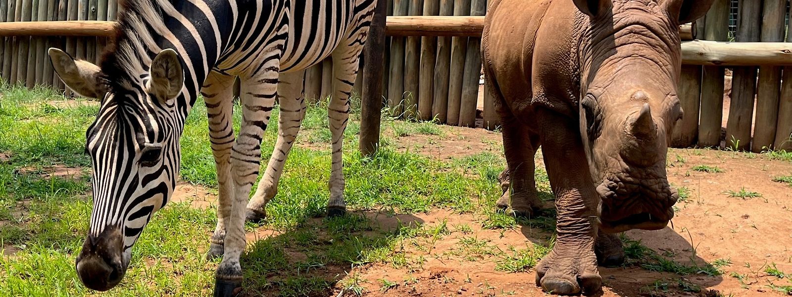 Nashorn-Baby Daisy und Zebra-Baby Modjadji auf ihrem täglichen Spaziergang durchs Gehege.