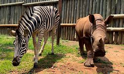 23.11.2022, Südafrika, Mbombela: Nashorn-Baby Daisy und Zebra-Baby Modjadji auf ihrem täglichen Spaziergang durchs Gehege. Beide wurden als verwaiste Babys aus einem Nationalpark in Südafrika gerettet und haben eine enge, außergewöhnliche Freundschaft geschlossen. Bis sie groß und stark genug sind, um ausgewildert zu werden, werden die beiden im "Care for Wild" Tierpflegezentrum betreut. Foto: Kristin Palitza/dpa +++ dpa-Bildfunk +++