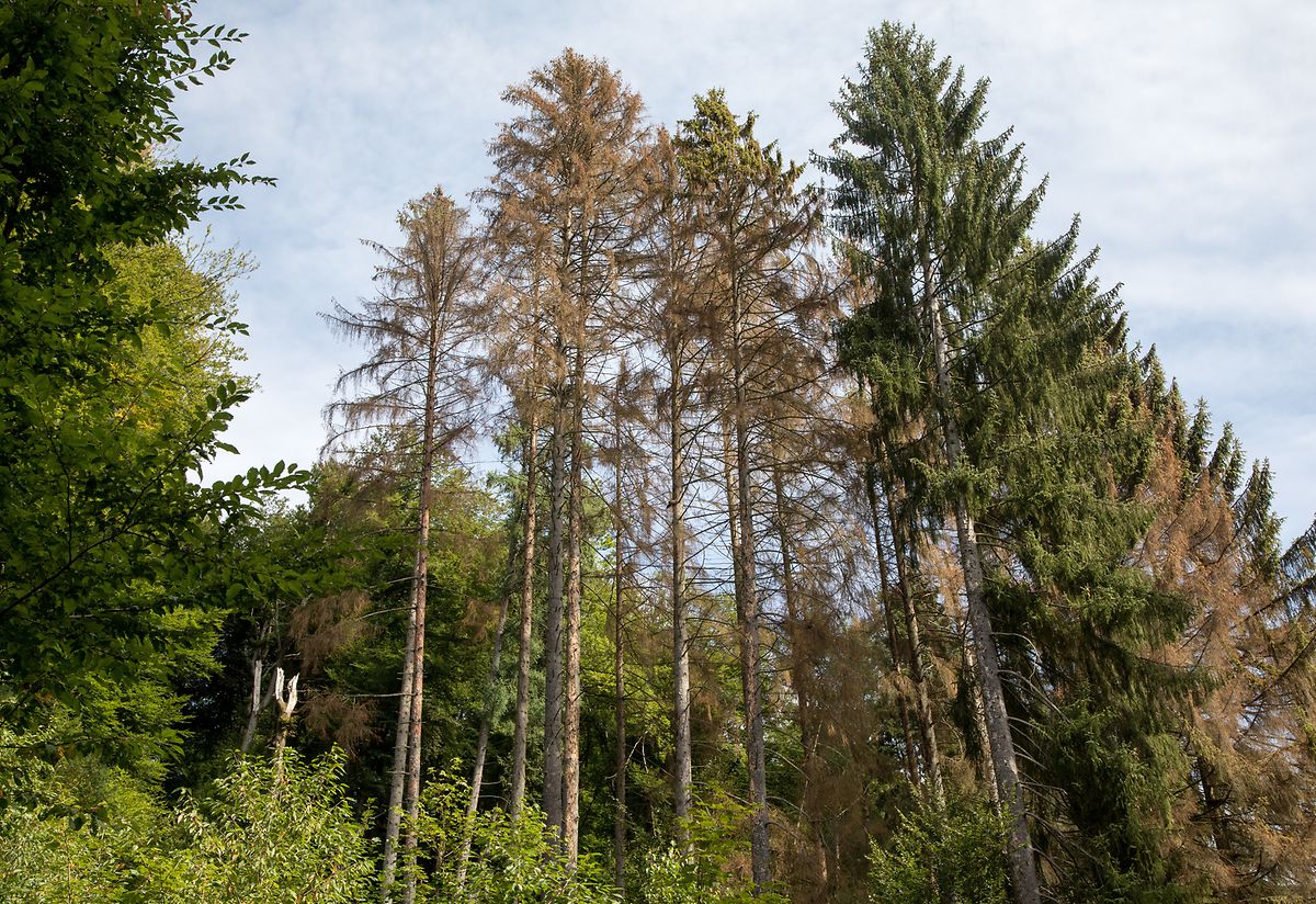 The forests of Tuntange are quiet, except during the hunting season