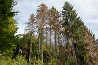 Bei einem Befall durch Borkenkäfer kann die Fichte sich nicht mehr ausreichend mit Nährstoffen versorgen. Dadurch verfärben sich die Kronen  rotbraun - nach wenigen Wochen stirbt der Baum ab. 