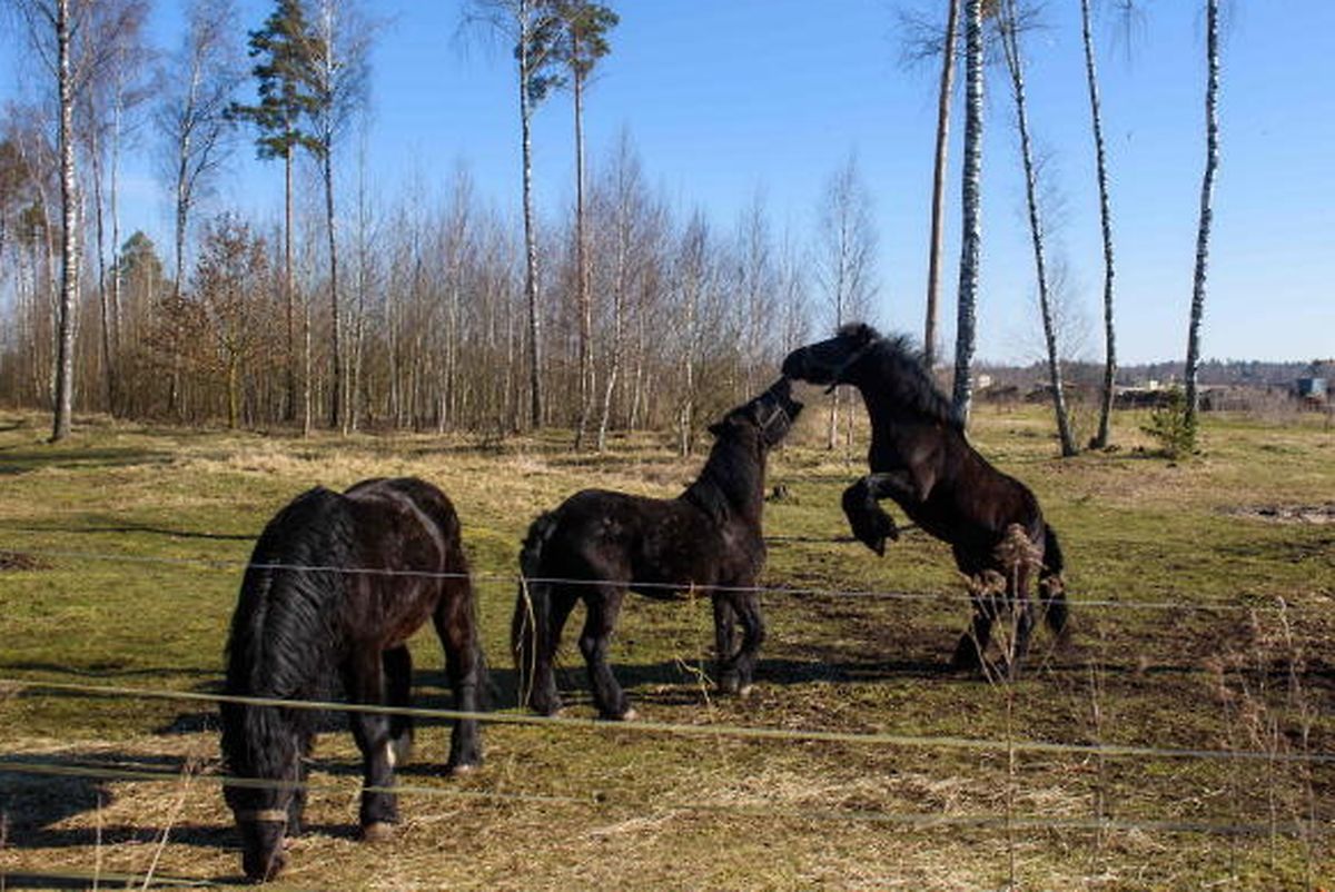 Les chevaux de cirque profitent du confinement.