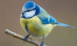 ARCHIV - 05.01.2016, Brandenburg, Sieversdorf: Eine Blaumeise (Cyanistes caeruleus) sitzt in einem Garten auf einem Ast. (zu dpa "Unbekannte Vogelkrankheit: tote Blaumeisen melden") Foto: Patrick Pleul/dpa-Zentralbild/dpa +++ dpa-Bildfunk +++