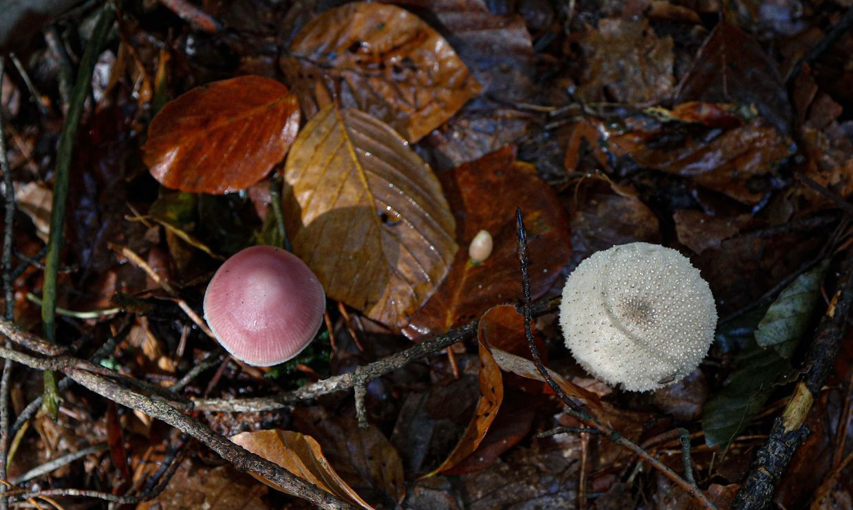 Illustration, Natur, Pilze,  Foto: Luxemburger Wort/Anouk Antony