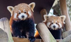 Lokales, Visite Parc Merveilleux de Bettembourg, saison 2022, Foto: Chris Karaba/Luxemburger Wort