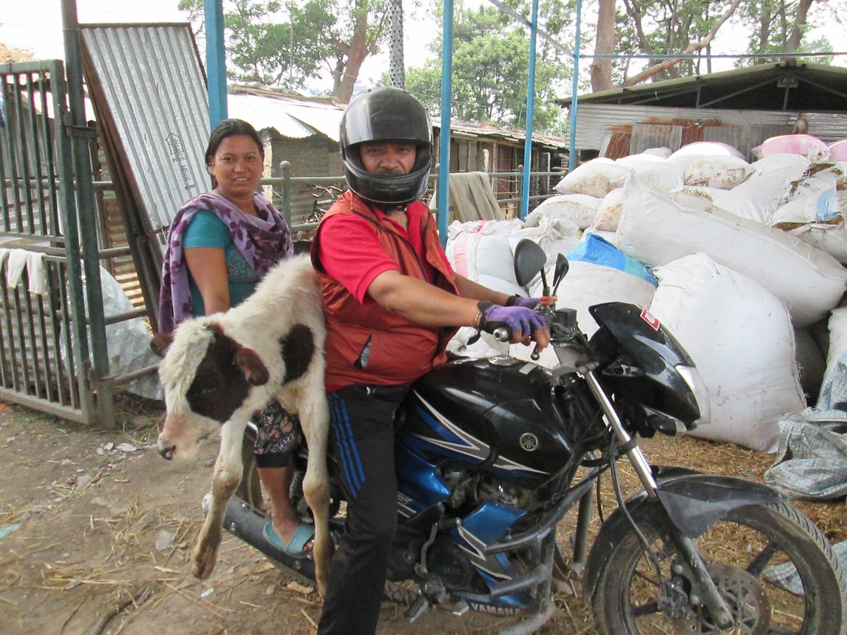 Ram Bahadur Neupane und eine Helferin transportieren auf dem Motorrad ein streunendes Kalb. Seit sechs Jahren rettet der 57-Jährige alle paar Tage Kühe von den Straßen der nepalesischen Hauptstadt Kathmandu und pflegt sie. 