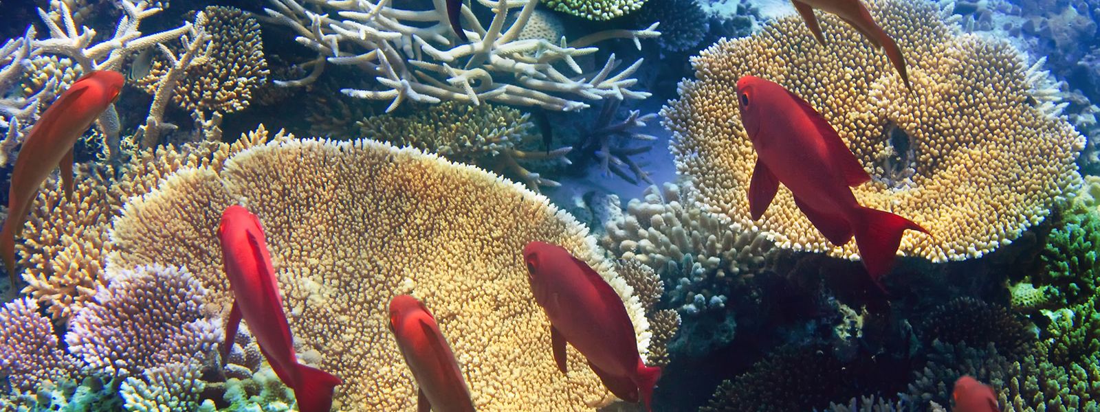 Korallenriffe werden durch verschiedene Faktoren wie etwa den Klimawandel bedroht. Forscher suchen nun nach Lösungen.