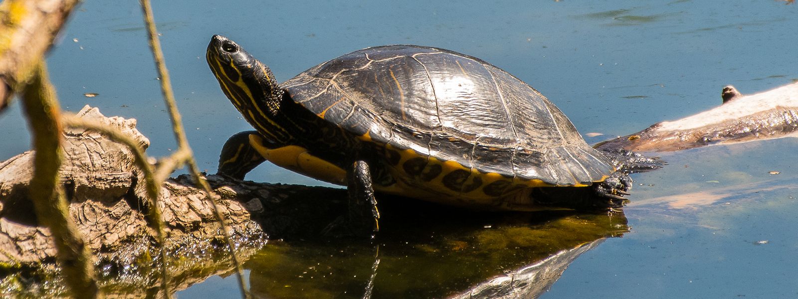 Sie sind schön anzusehen, schaden aber der einheimischen Tierwelt: Schmuckschildkröte am Haff Réimech.