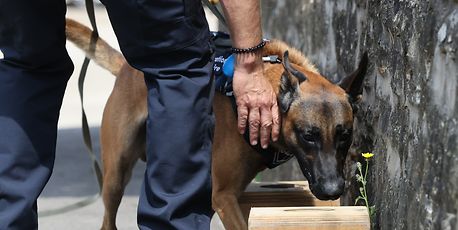 New dogs show skills for sniffing out drugs in prison - Vimarsana News