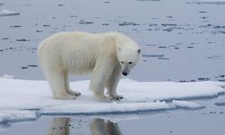 (FILES) This file handout photo made available on July 17, 2020 by Polar Bears International shows a polar bear standing on melting sea ice in Svalbard, Norway, in 2013. - President Joe Biden hopes to give a shot of adrenaline to the planet's sluggish fight against climate change with an Earth Day summit but a question lingers -- can the United States be trusted to lead? (Photo by Kt MILLER / POLAR BEARS INTERNATIONAL / AFP) / RESTRICTED TO EDITORIAL USE - MANDATORY CREDIT "AFP PHOTO / Polar Bears International / Kt MILLER" - NO MARKETING - NO ADVERTISING CAMPAIGNS - DISTRIBUTED AS A SERVICE TO CLIENTS / TO GO WITH AFP STORY BY SHAUN TANDON, "Biden seeks to turbo-charge climate fight, but can US lead?"