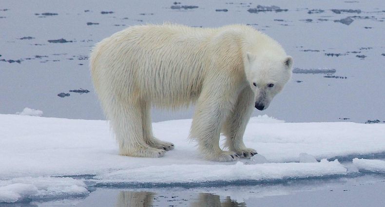 (FILES) This file handout photo made available on July 17, 2020 by Polar Bears International shows a polar bear standing on melting sea ice in Svalbard, Norway, in 2013. - President Joe Biden hopes to give a shot of adrenaline to the planet's sluggish fight against climate change with an Earth Day summit but a question lingers -- can the United States be trusted to lead? (Photo by Kt MILLER / POLAR BEARS INTERNATIONAL / AFP) / RESTRICTED TO EDITORIAL USE - MANDATORY CREDIT "AFP PHOTO / Polar Bears International / Kt MILLER" - NO MARKETING - NO ADVERTISING CAMPAIGNS - DISTRIBUTED AS A SERVICE TO CLIENTS / TO GO WITH AFP STORY BY SHAUN TANDON, "Biden seeks to turbo-charge climate fight, but can US lead?"