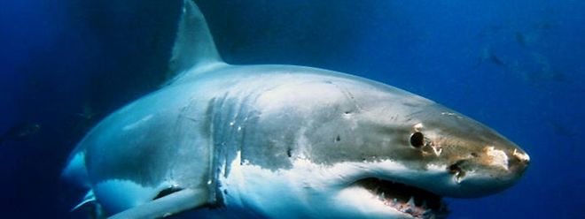 Wegen Hai-Alarms sind in Australien mehrere Strände gesperrt.