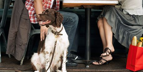 Where do dogs want to dine out? - Vimarsana News