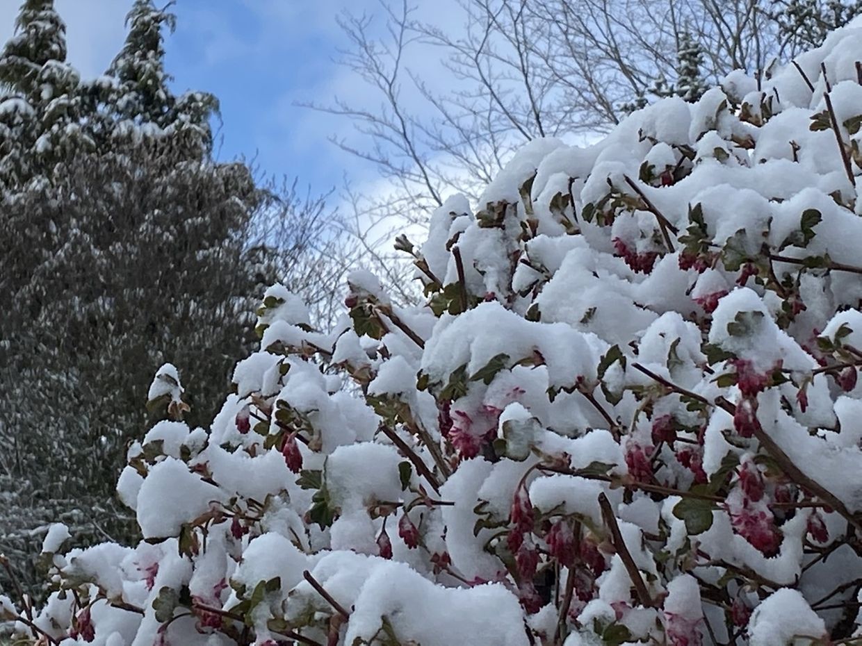 Schnee liegt am Dienstagmorgen über Weiswampach.