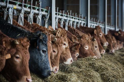 Bio Landwirtschaft - Kühe - Foto: Pierre Matgé/Luxemburger Wort