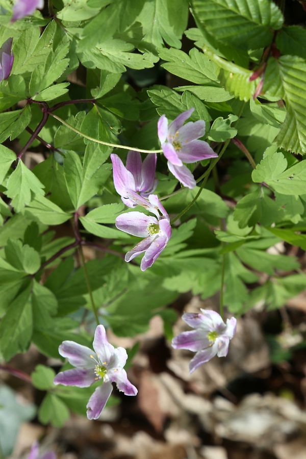 24.04.2017 Luxembourg, Luxemburg, Blumen, Maiglöckchen, Meeréisercher  photo Anouk Antony
