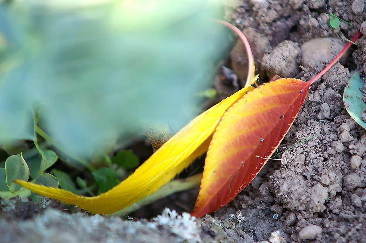 KONICA MINOLTA DIGITAL CAMERA