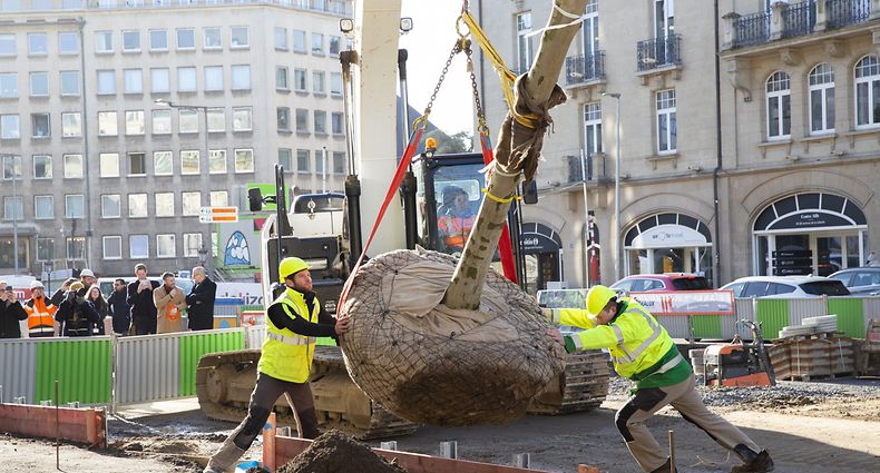 Plantation des premiers arbres avenue de la Liberté (Invitat. Luxtram), Plantation d'arbes par Tralux, visite du ministre, une belle matinée pour travailler!, Fotos: Julian Pierrot/ Luxemburger Wort / Foto: Julian PIERROT