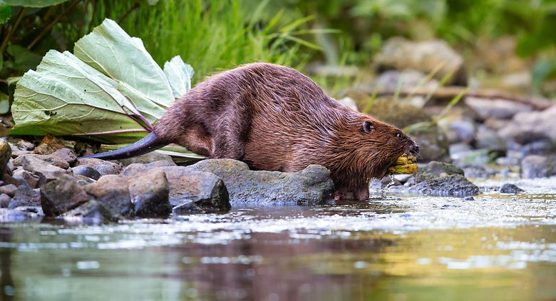 Um castor transporta uma ramada de árvores no Luxemburgo. 