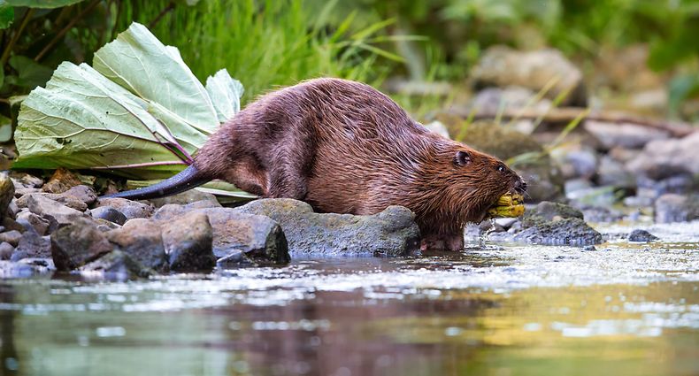 Um castor transporta uma ramada de árvores no Luxemburgo. 