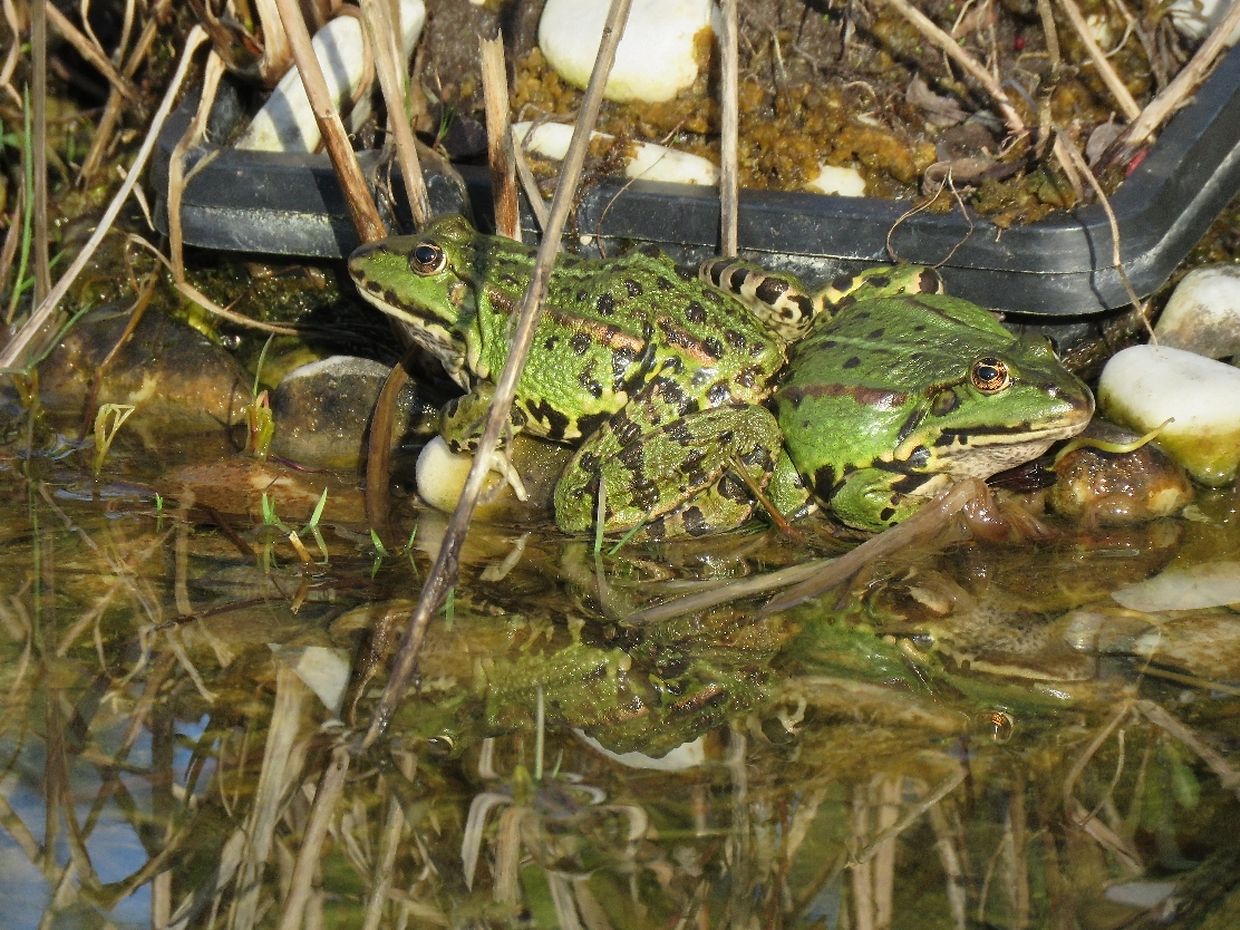 mywort Liebesgeplänkel zweier Frösche im Gartenteich