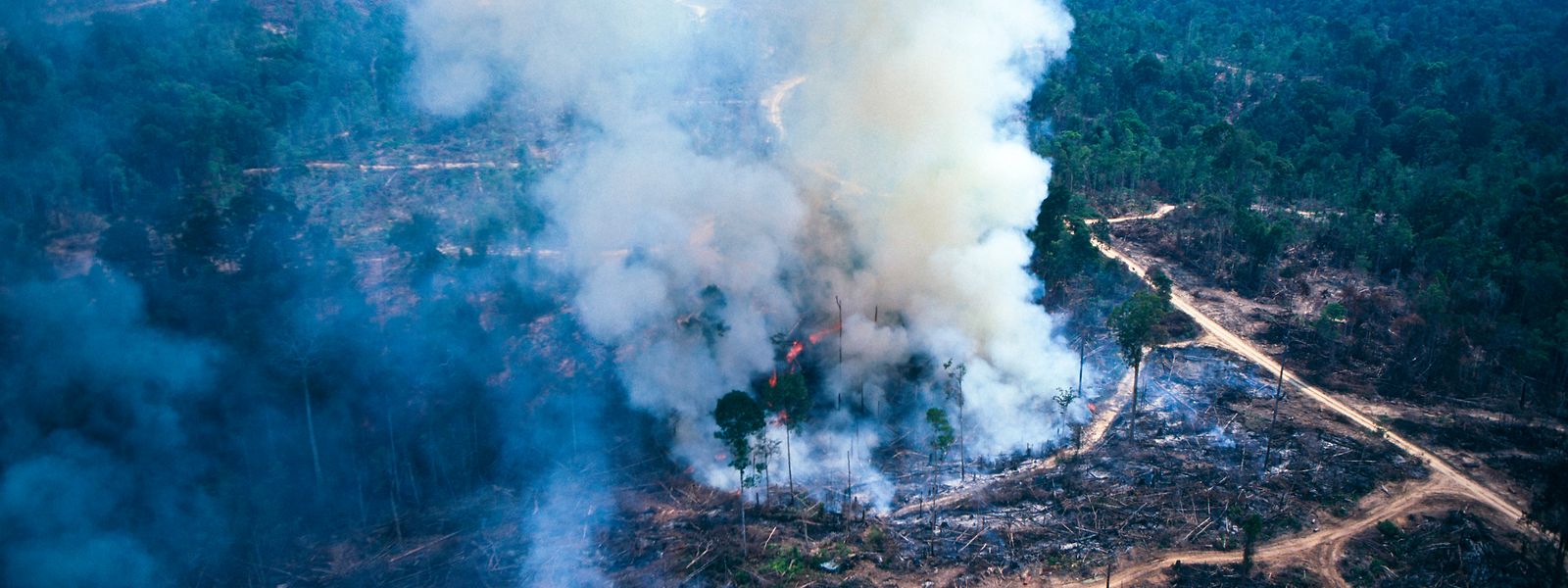 Allein im Juli wurden von INPE-Satelliten mehr als 6.800 Brandherde im Amazonas-Regenwald registriert. Laut Greenpeace waren zuletzt im Jahr 2005 so viele Feuer aktiv.