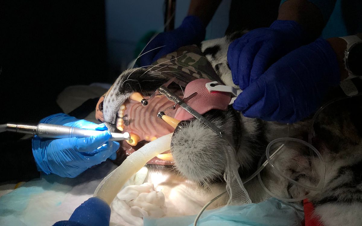 Ein dänisches Ärzteteam behandelt die Großkatze Cara in der Auffangstation Tierart